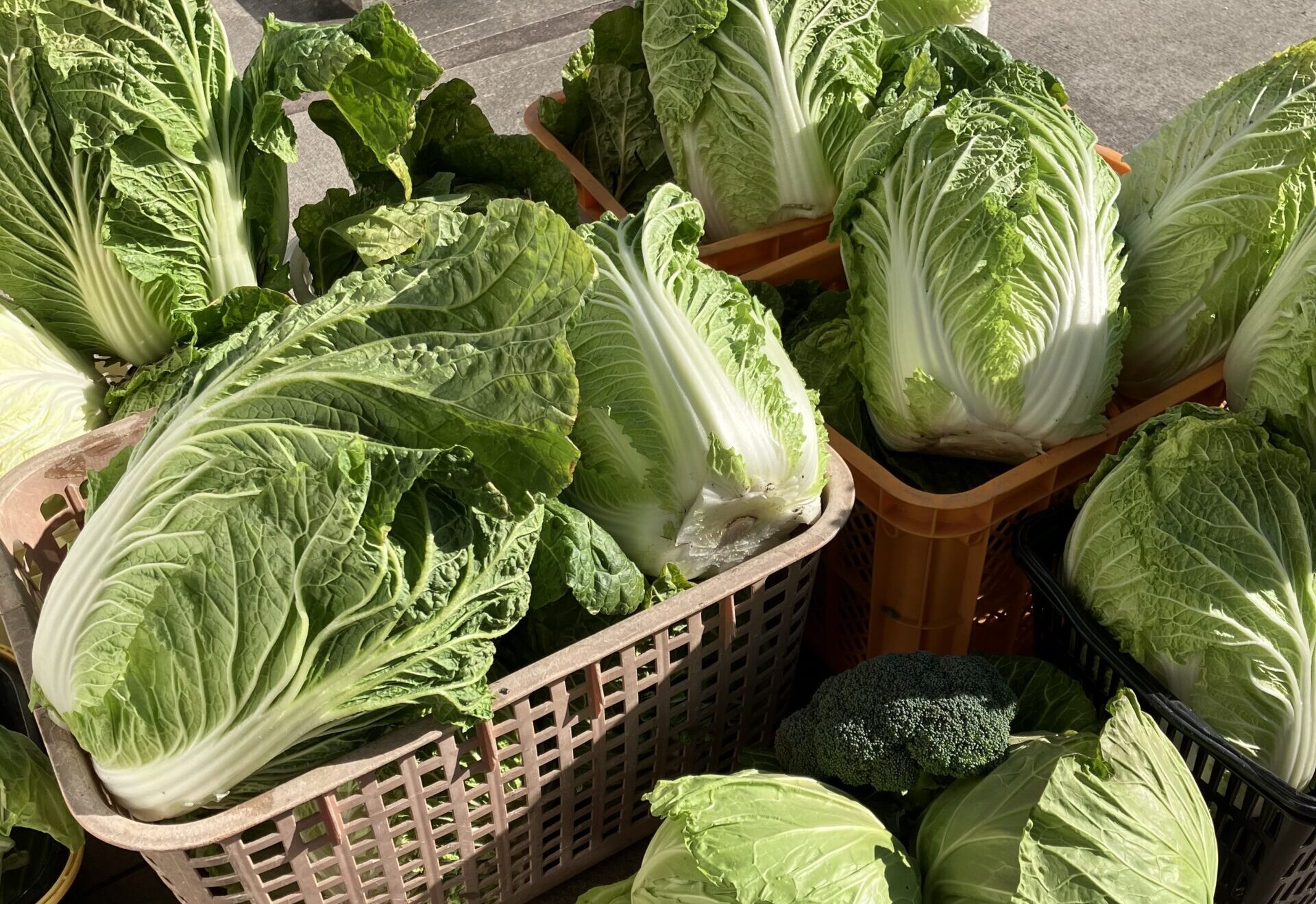 【福利厚生】当社の畑で今年もお野菜大豊作！