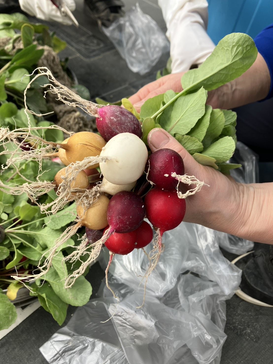 【ケミック　わーくはぴねす農園】初めての収穫をむかえました